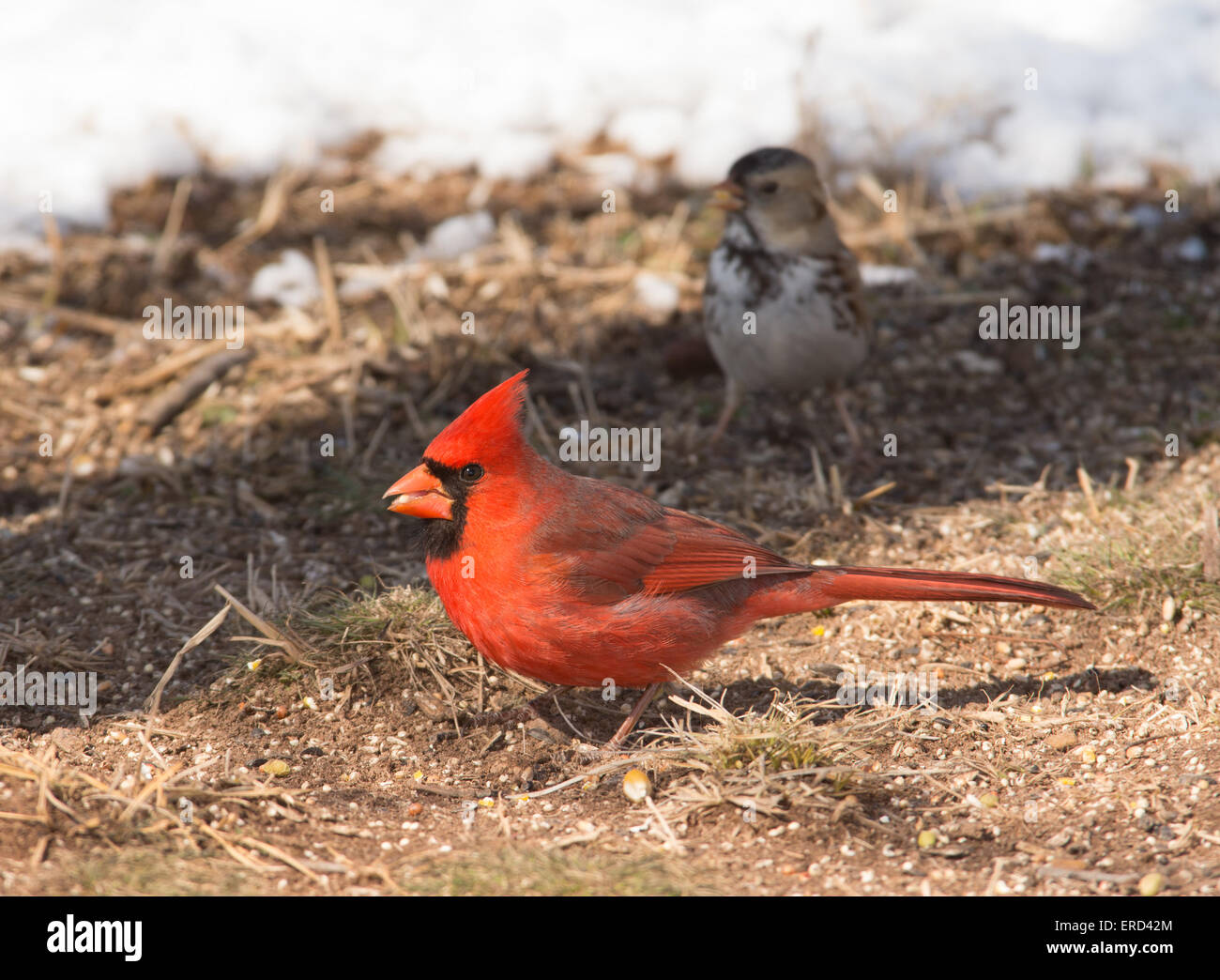 Male Northern Cardinal on the ground eating seeds, with snow and a sparrow on the background Stock Photo