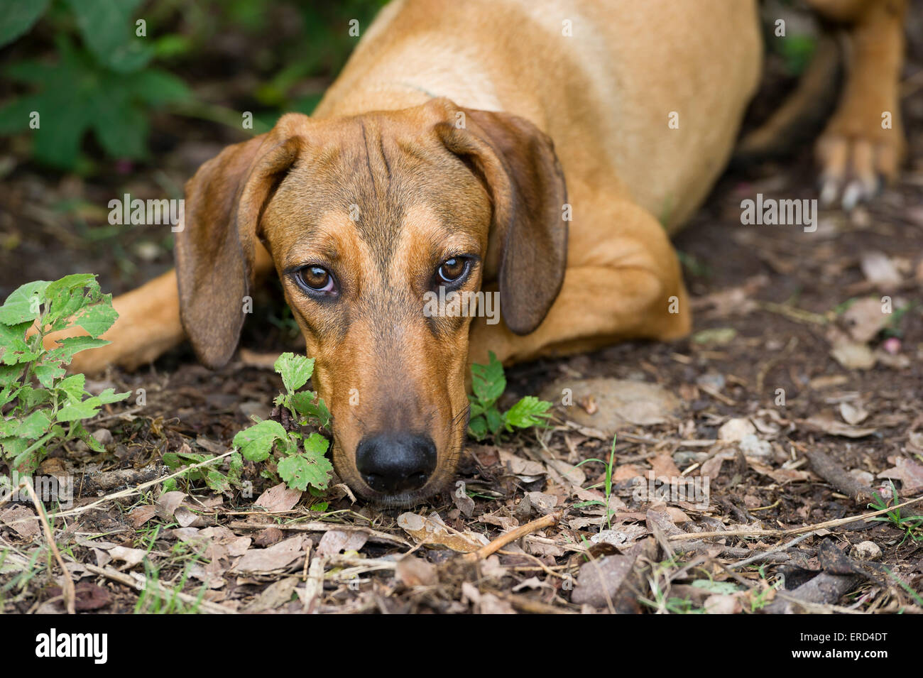 Sad dog is looking up lying down outdoors. Stock Photo