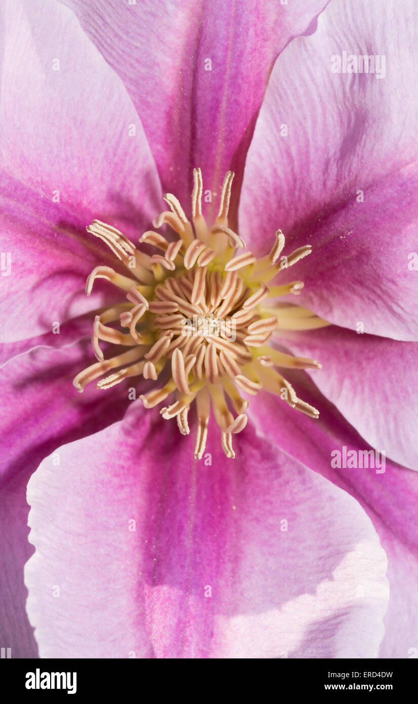 White flower with purple center hi-res stock photography and images - Alamy
