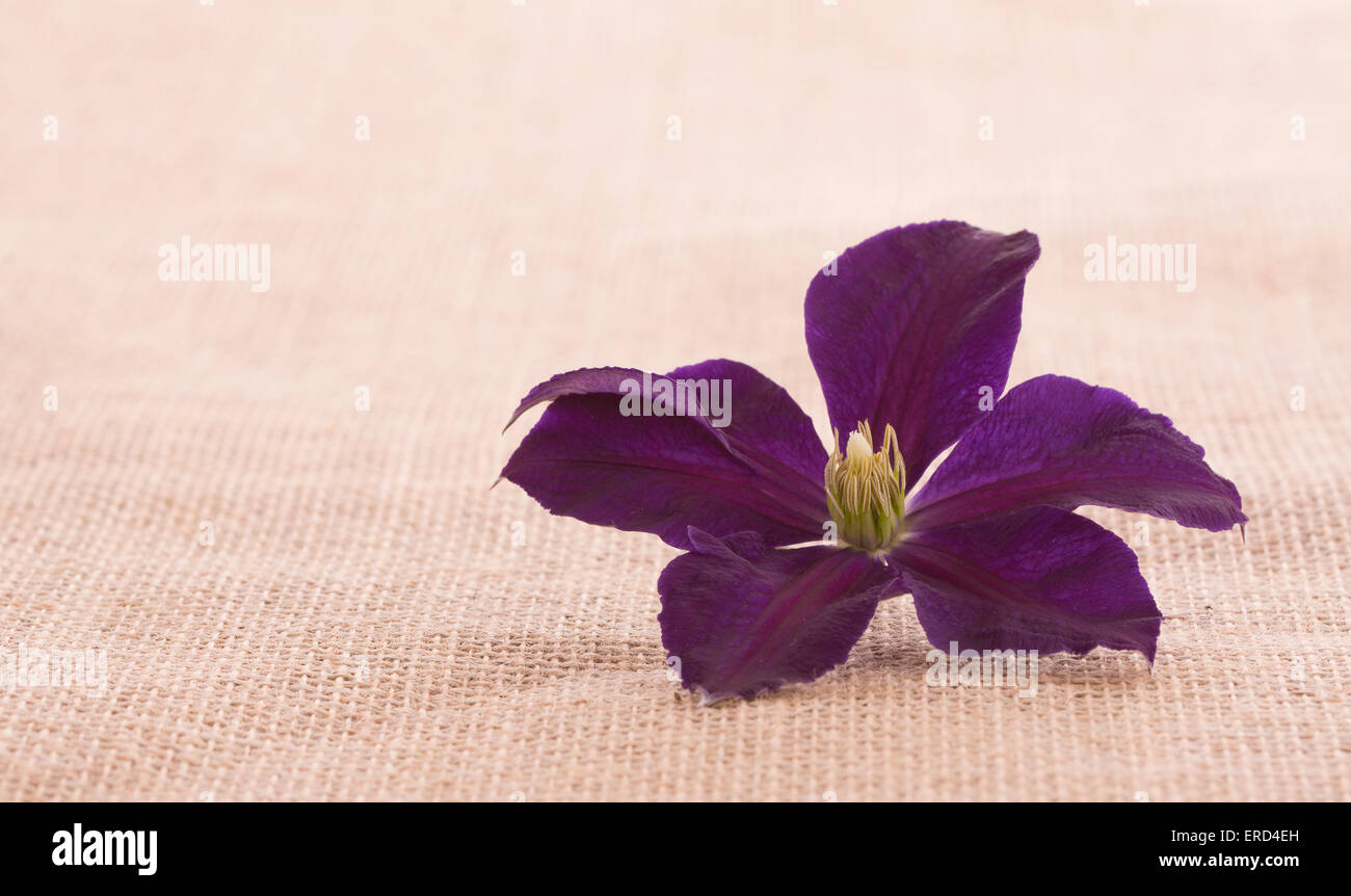Purple Clematis flower on simple burlap background with copy space Stock Photo