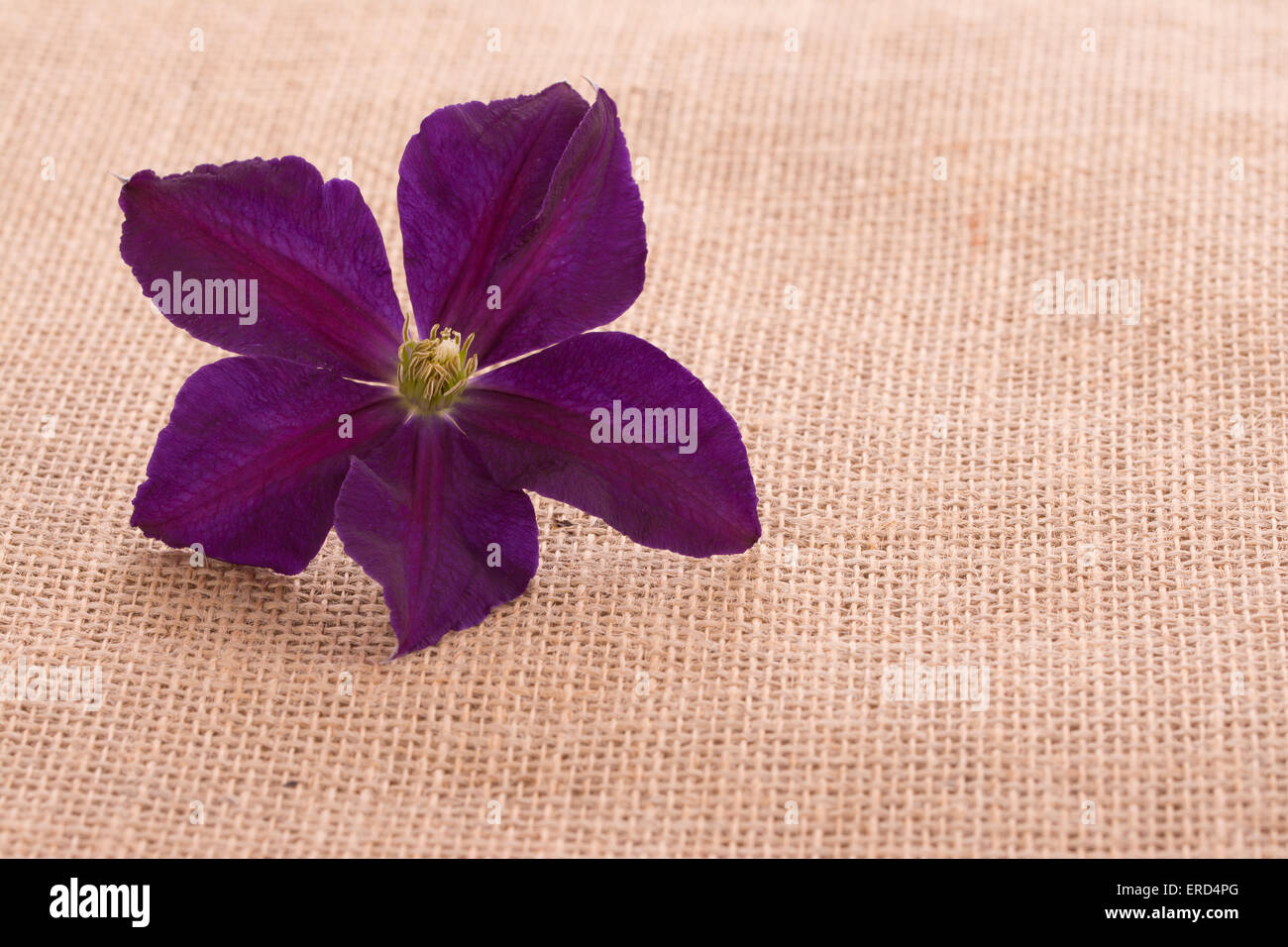 Deep purple Clematis flower on burlap background with copy space Stock Photo