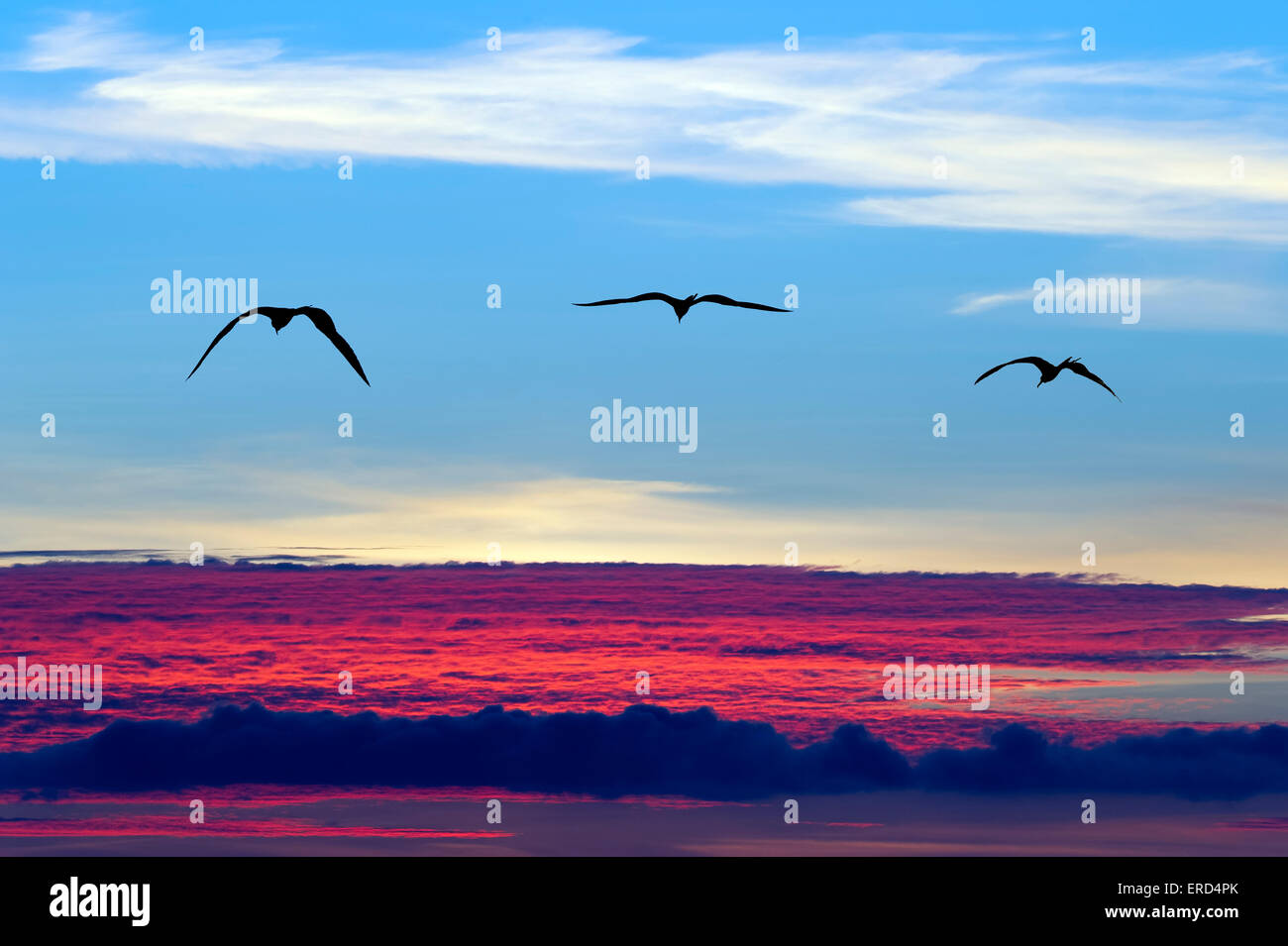 Birds flying silhouette with a birds eye view above the clouds at sunset. Stock Photo
