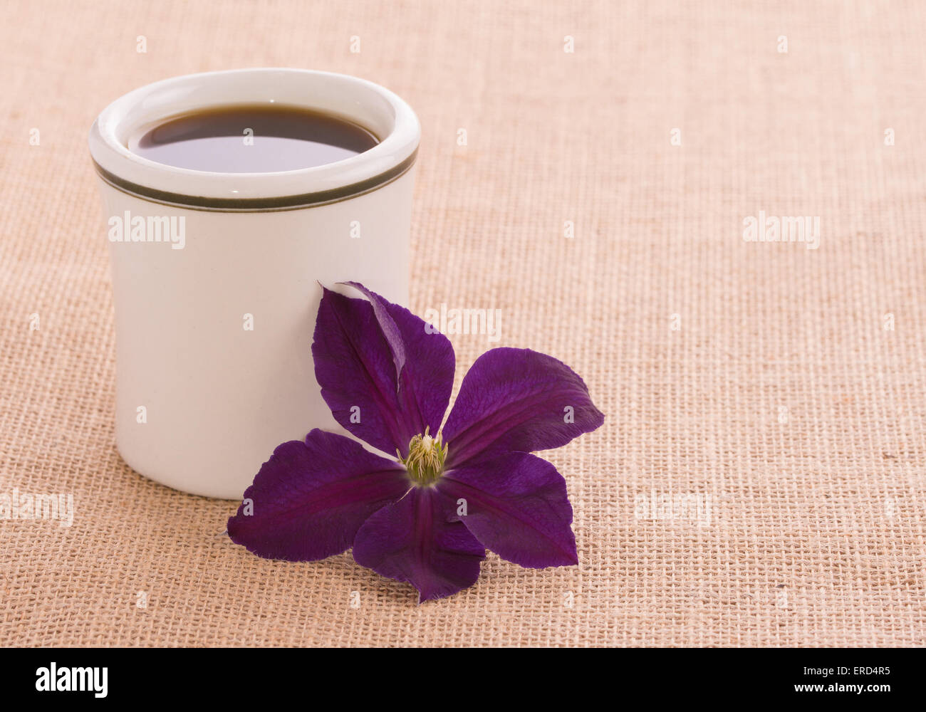 Coffee cup with a deep purple Clematis flower on burlap background Stock Photo