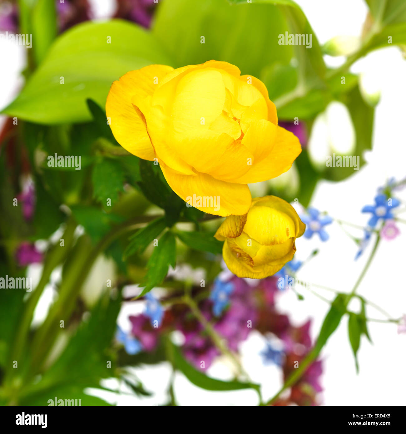 fresh yellow trollius flowers in posy close up Stock Photo