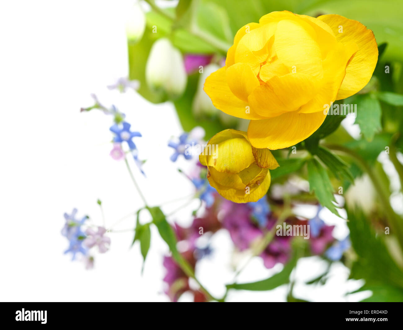 yellow trollius flowers in posy close up with white copyspace Stock Photo