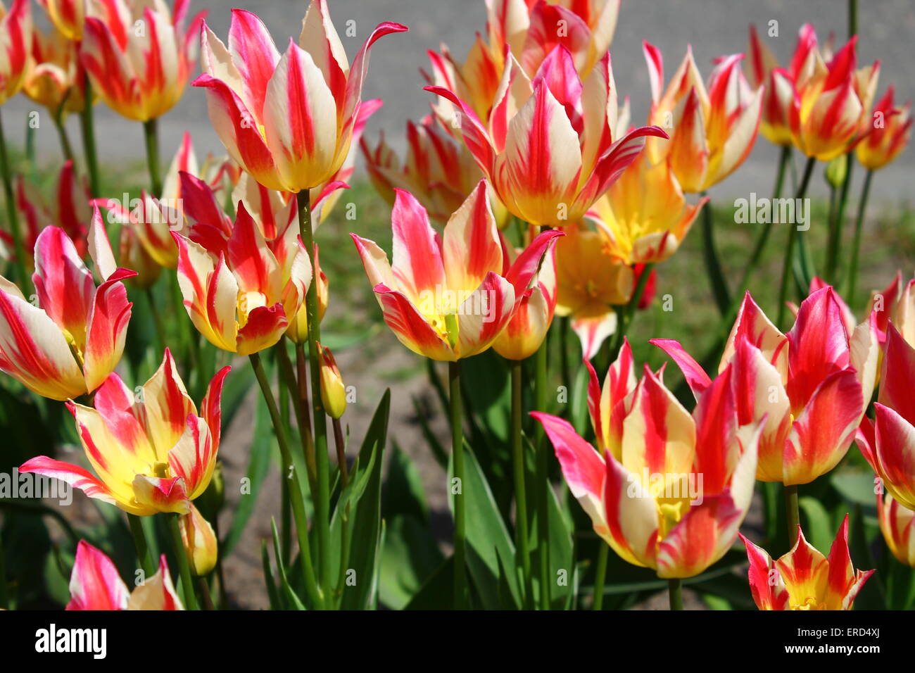 beautiful color  like a burning fire sort of tulips in full spring bloom Stock Photo