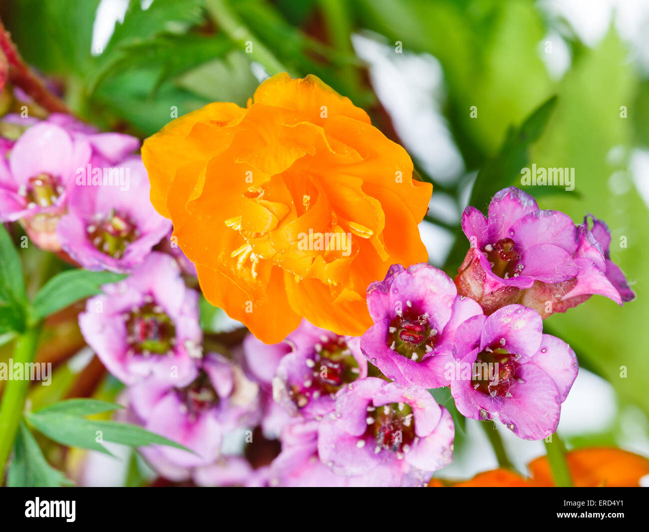 decorative Trollius and bergenia flowers close up in posy Stock Photo
