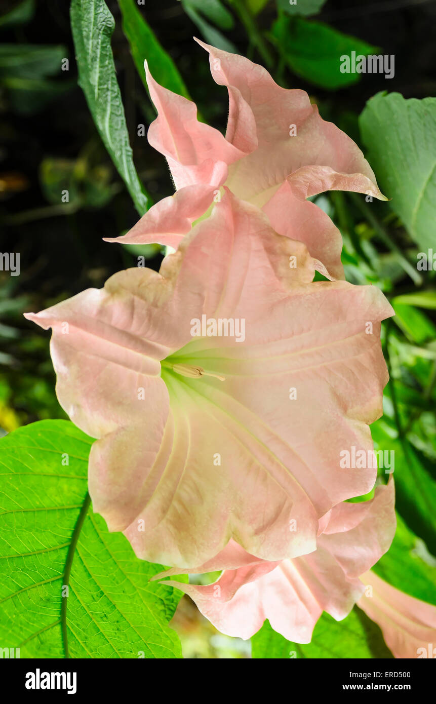 Angel's Trumpet, Brugmansia rosea, Gardens by the Bay, Singapore Stock Photo