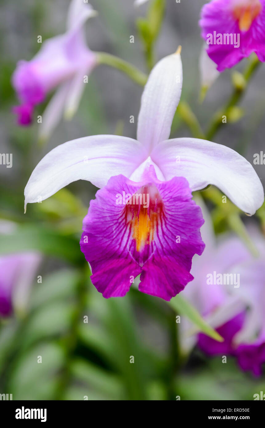 Day's Laelia orchid, Laelia dayana, a Brazilian species, Gardens by the Bay, Singapore Stock Photo