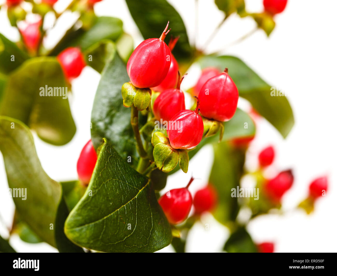 red fruits of hypericum flower close up Stock Photo