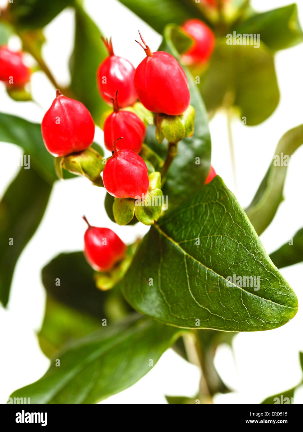 red seeds of hypericum plant close up Stock Photo
