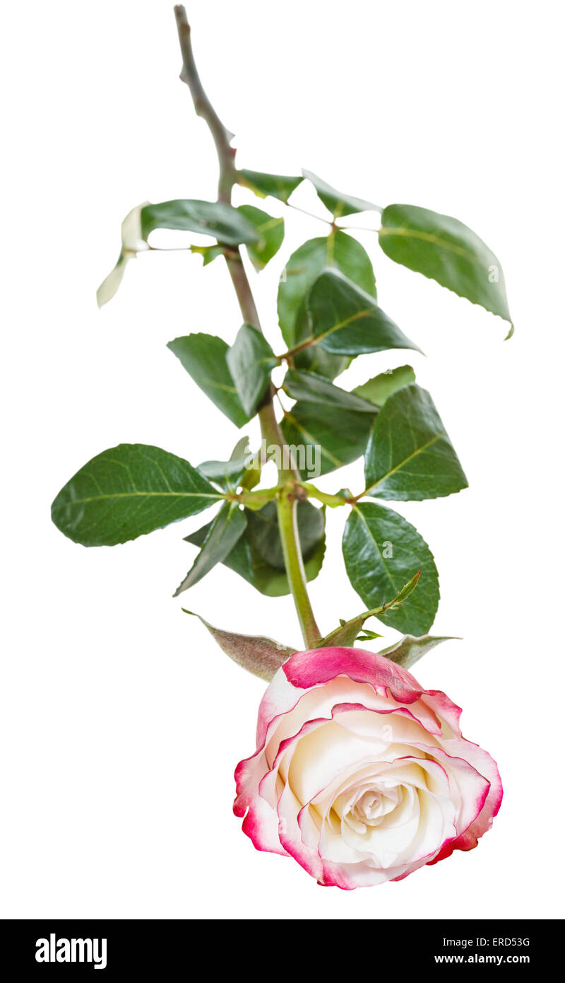 one pink rose flower isolated on white background Stock Photo - Alamy