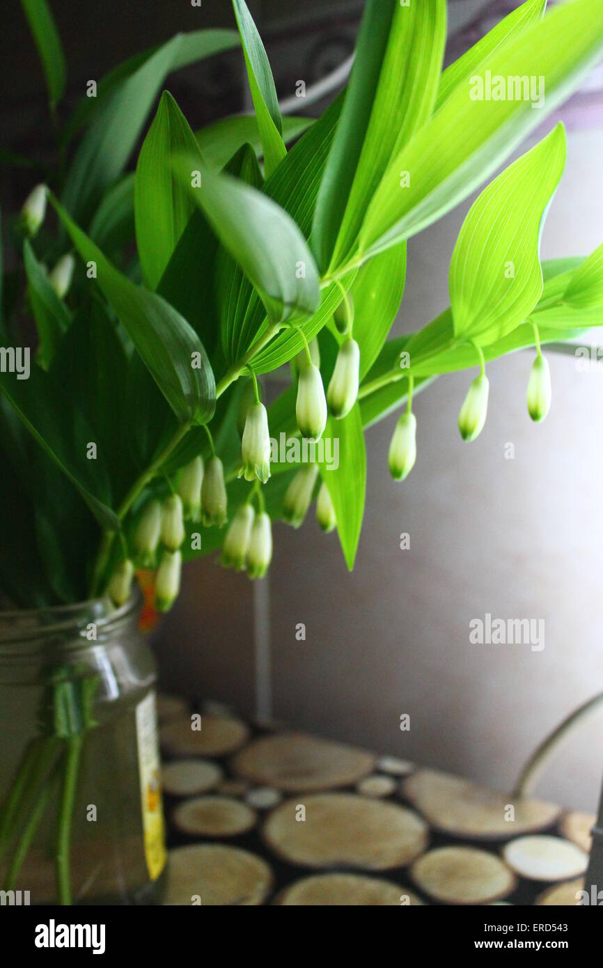green branch of oval white flower in spring bloom in light Stock Photo