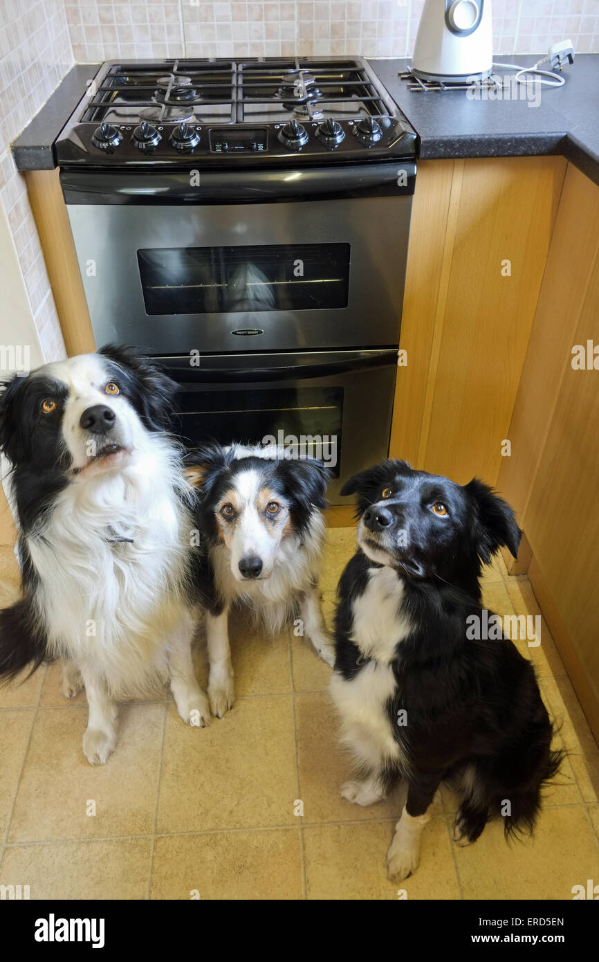 Three Border collies looking up for treat in Kitchen Stock Photo