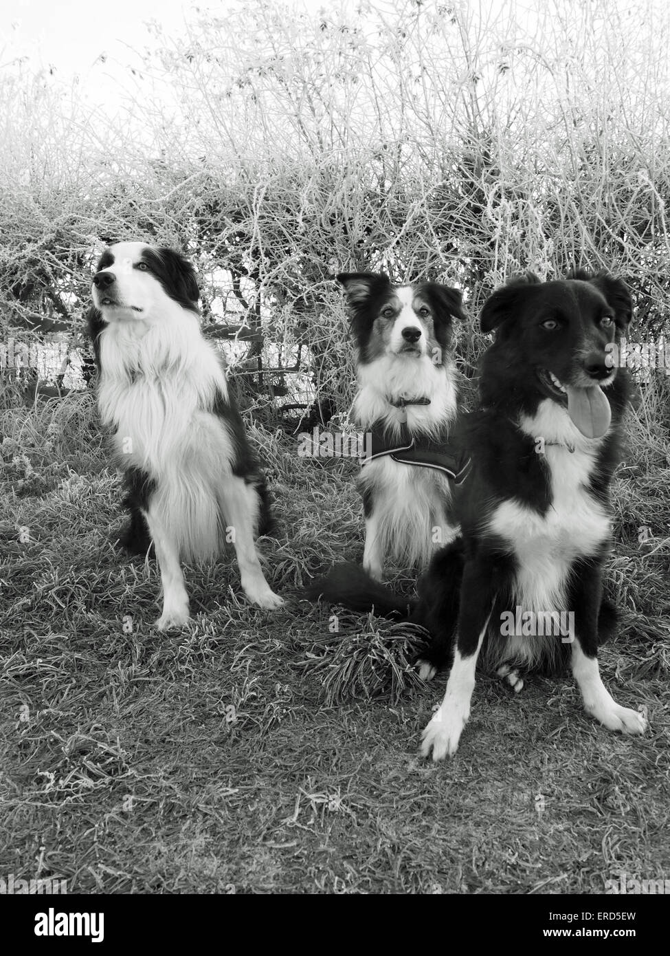 Three Border collies sitting and looking around Stock Photo
