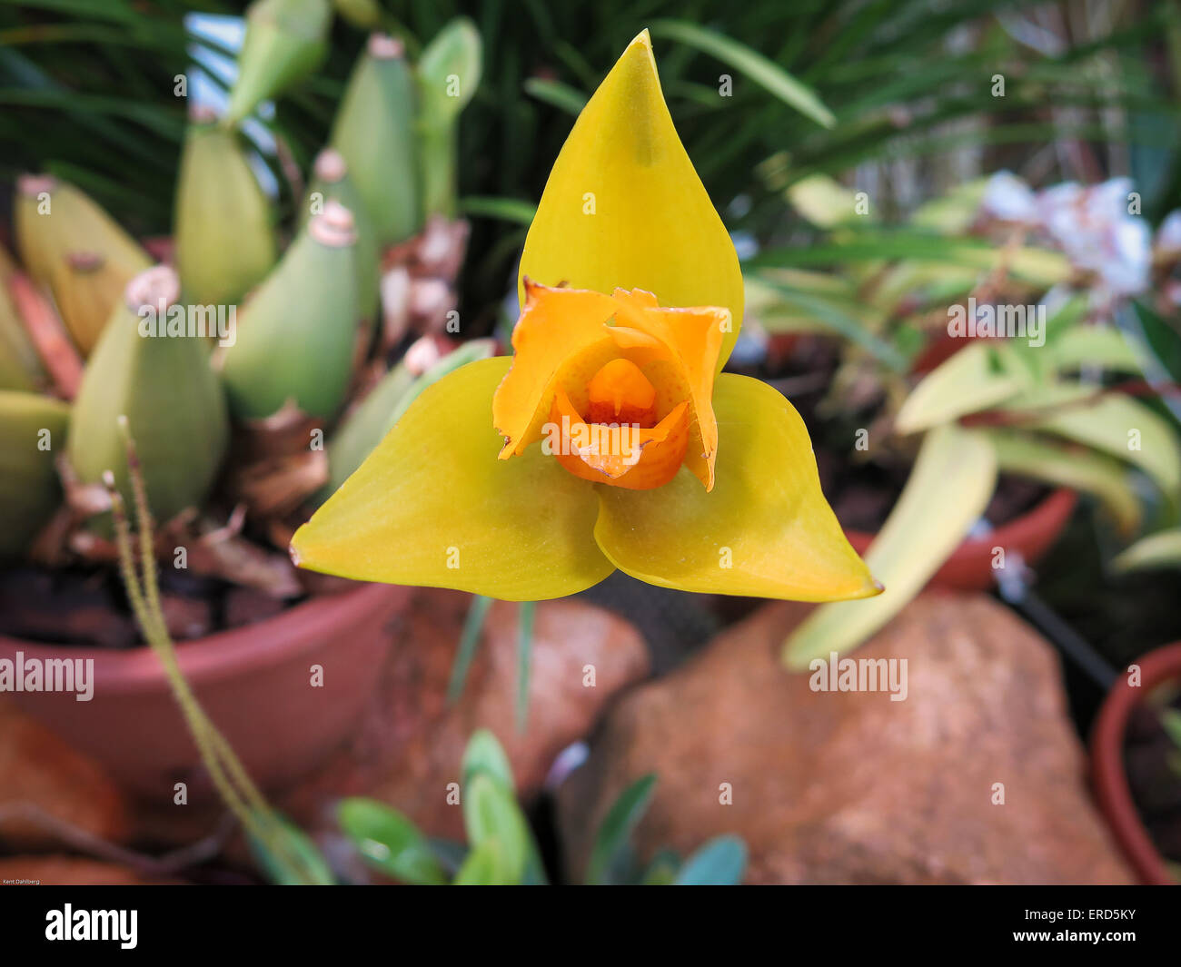 Lycaste ciliata a very beutiful orchid live almost in south america Stock Photo