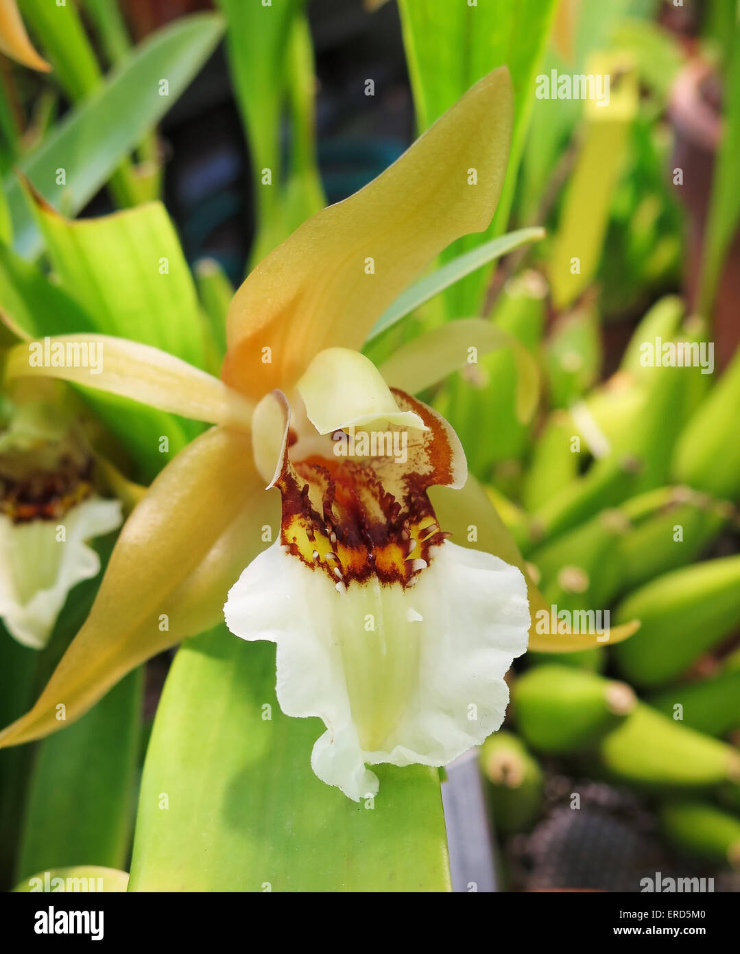 Paphiopedilium gratrixiantum a very beutiful orchid live almost in Laos and v Vietnam Stock Photo