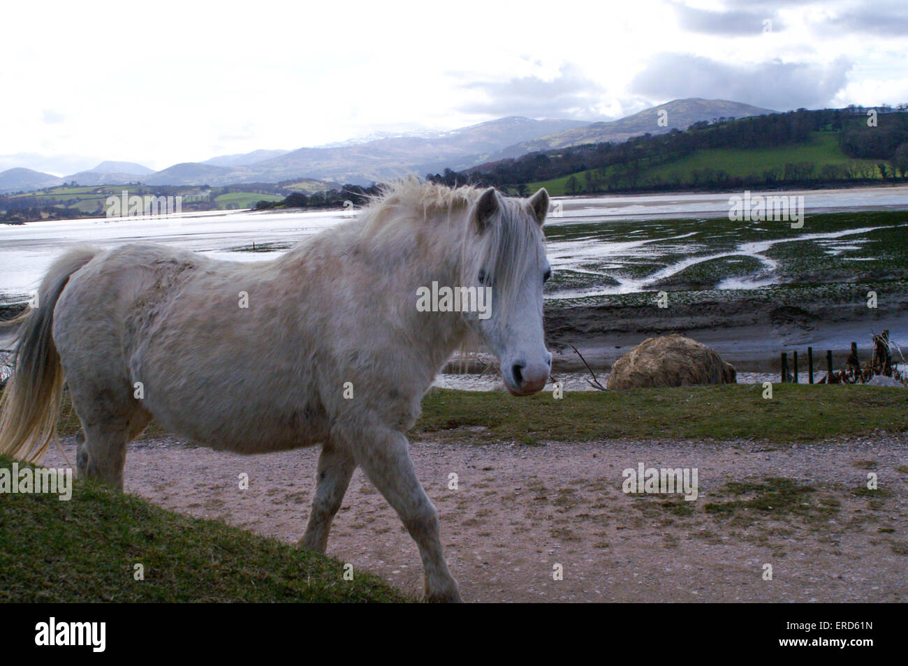 Wild Carneddau ponies, Conwy, Wales, UK Stock Photo