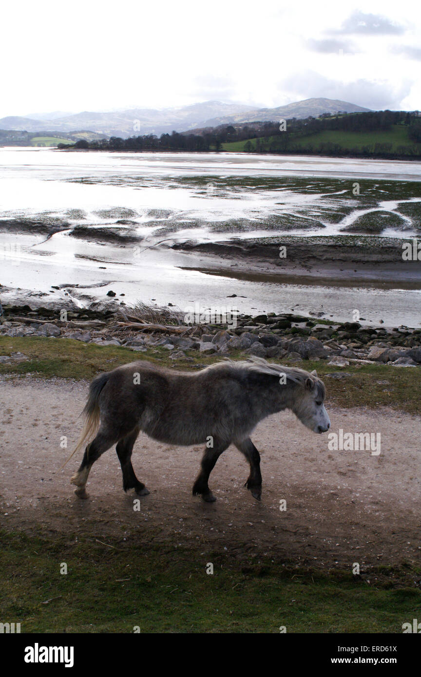 Wild Carneddau ponies, Conwy, Wales, UK Stock Photo
