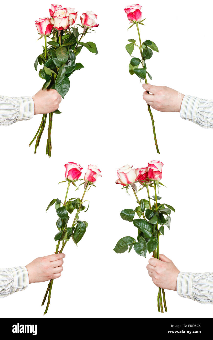 set of pink rose bunches of flowers isolated on white background Stock