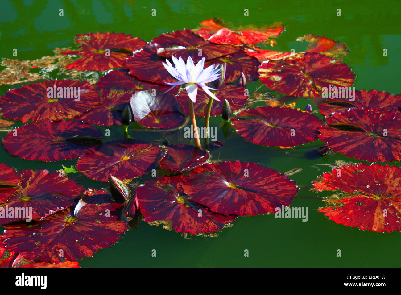 Lily Pads 6 Stock Photo Alamy