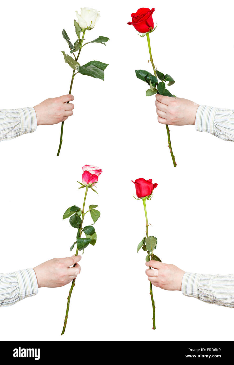 set of one rose flower in male hand isolated on white background Stock