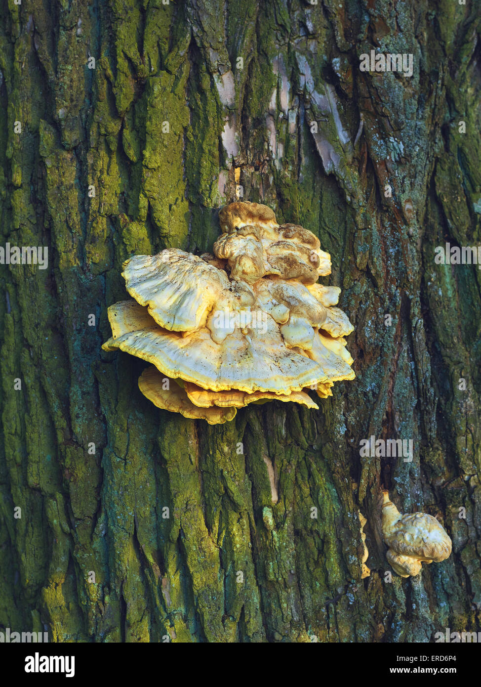 Bracket fungi, or shelf fungi, are among the many groups of fungi that