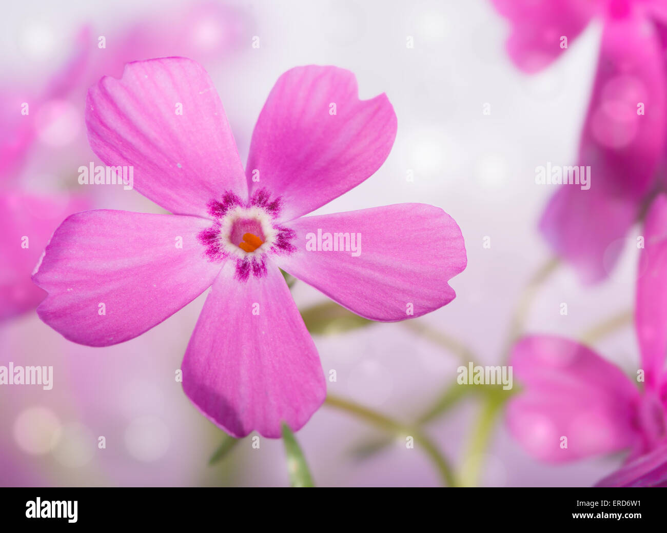 Dreamy image of a beautiful pink Creeping Phlox bloom Stock Photo