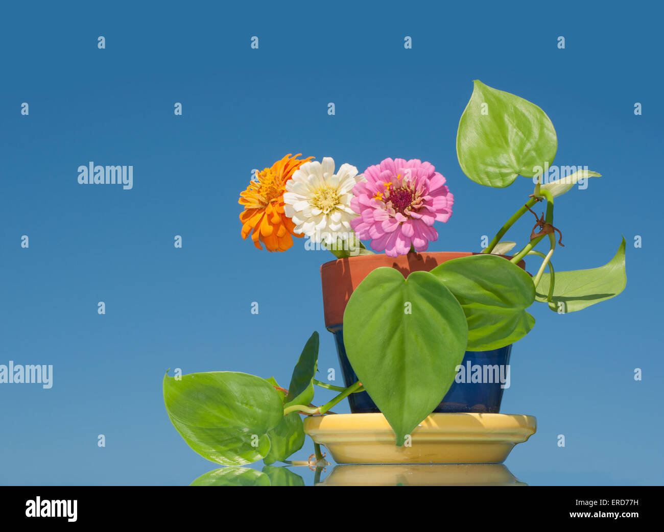 Colorful flowers in a purple pot against blue summer sky Stock Photo
