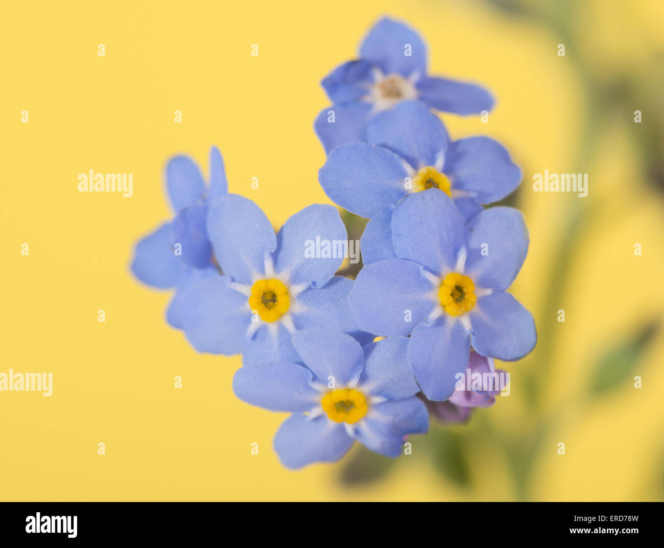 Tiny Forget-me-not flower on yellow background Stock Photo