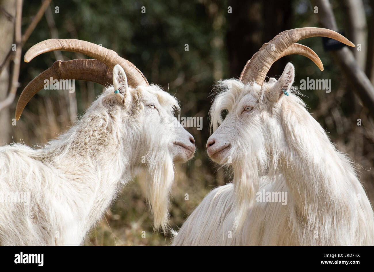 White billy goats - members of the small flock used to control vegetation and encourage biodiversity in Avon Gorge Bristol UK Stock Photo