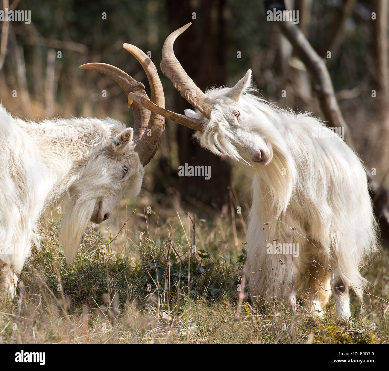 White billy goats - members of the small flock used to control vegetation and encourage biodiversity in Avon Gorge Bristol UK Stock Photo