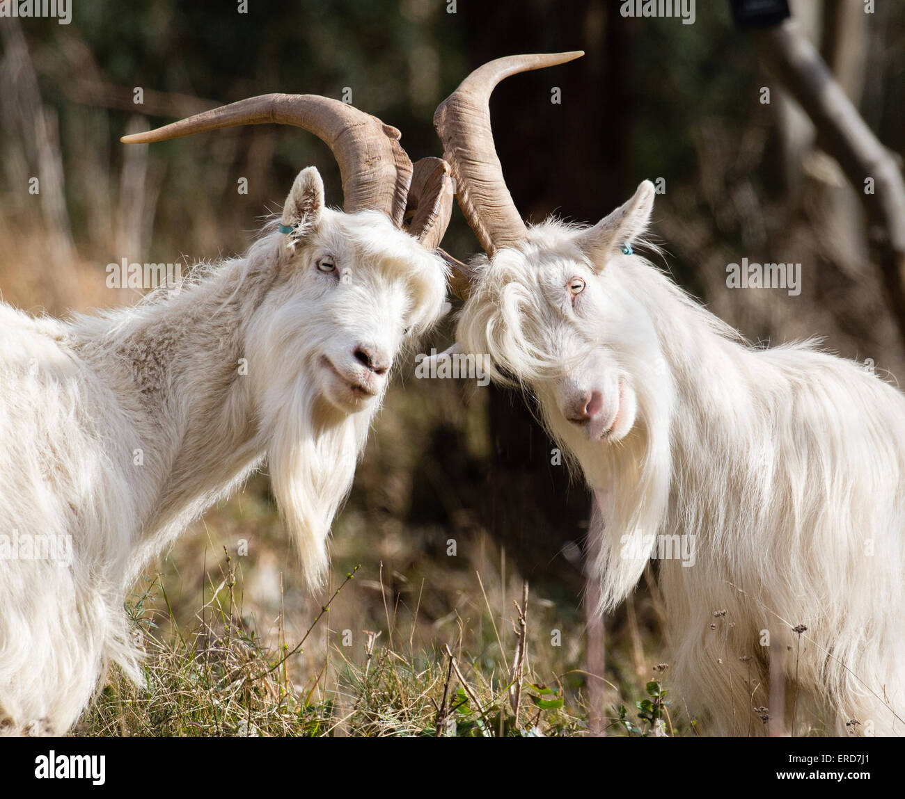 White billy goats - members of the small flock used to control vegetation and encourage biodiversity in Avon Gorge Bristol UK Stock Photo