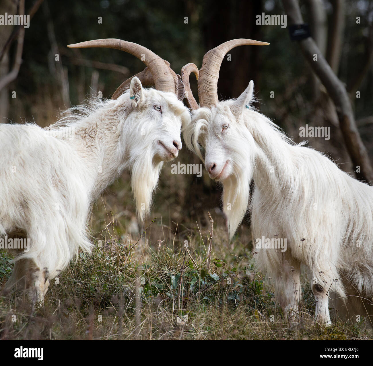 White billy goats - members of the small flock used to control vegetation and encourage biodiversity in Avon Gorge Bristol UK Stock Photo