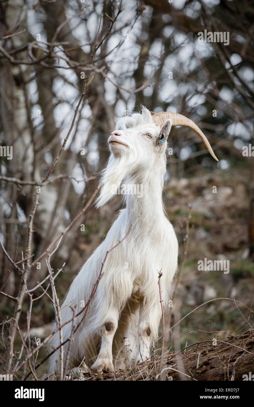 White billy goat - member of the small flock used to control vegetation and encourage biodiversity in Avon Gorge Bristol UK Stock Photo