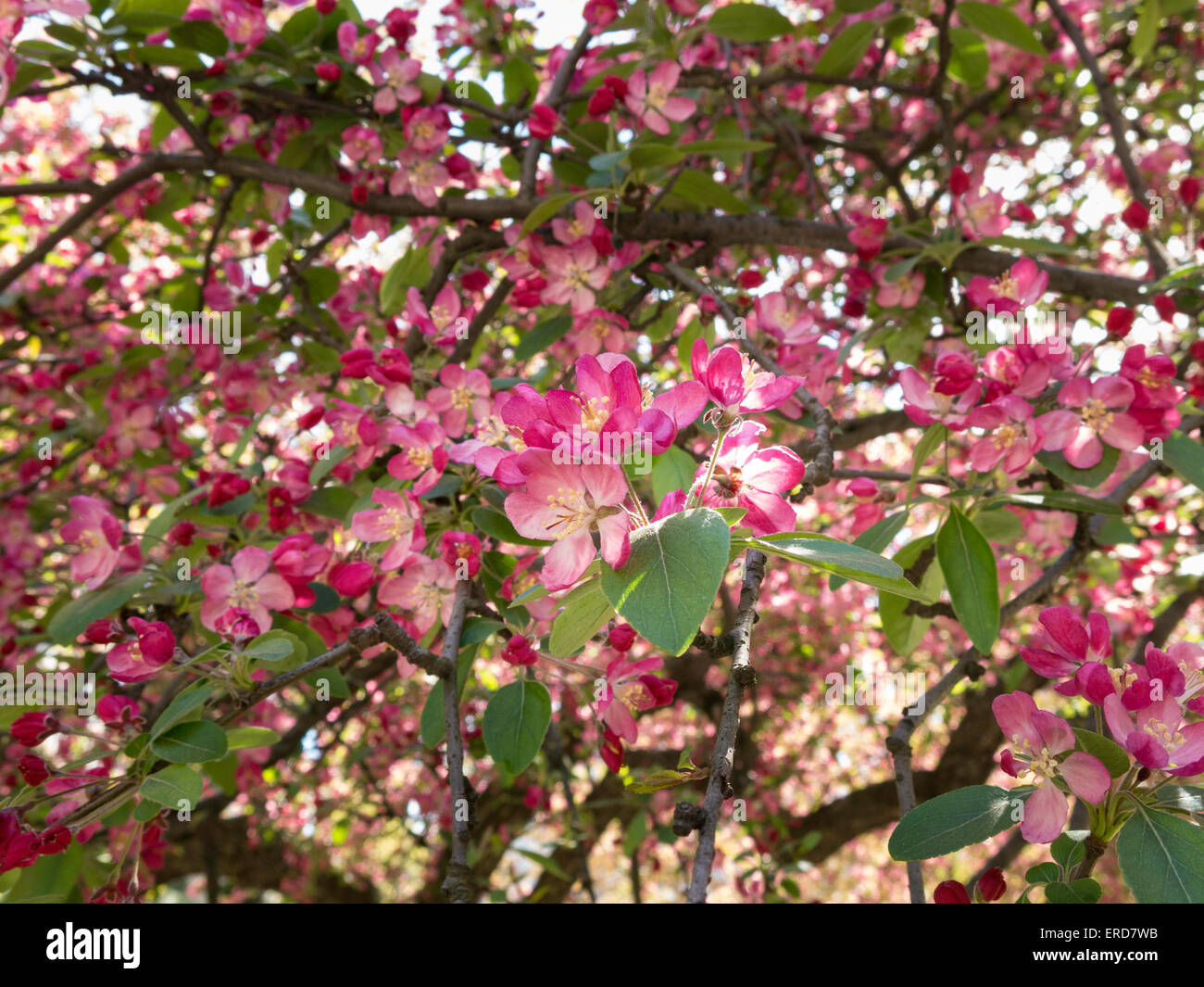 Springtime in Central Park, NYC Stock Photo Alamy