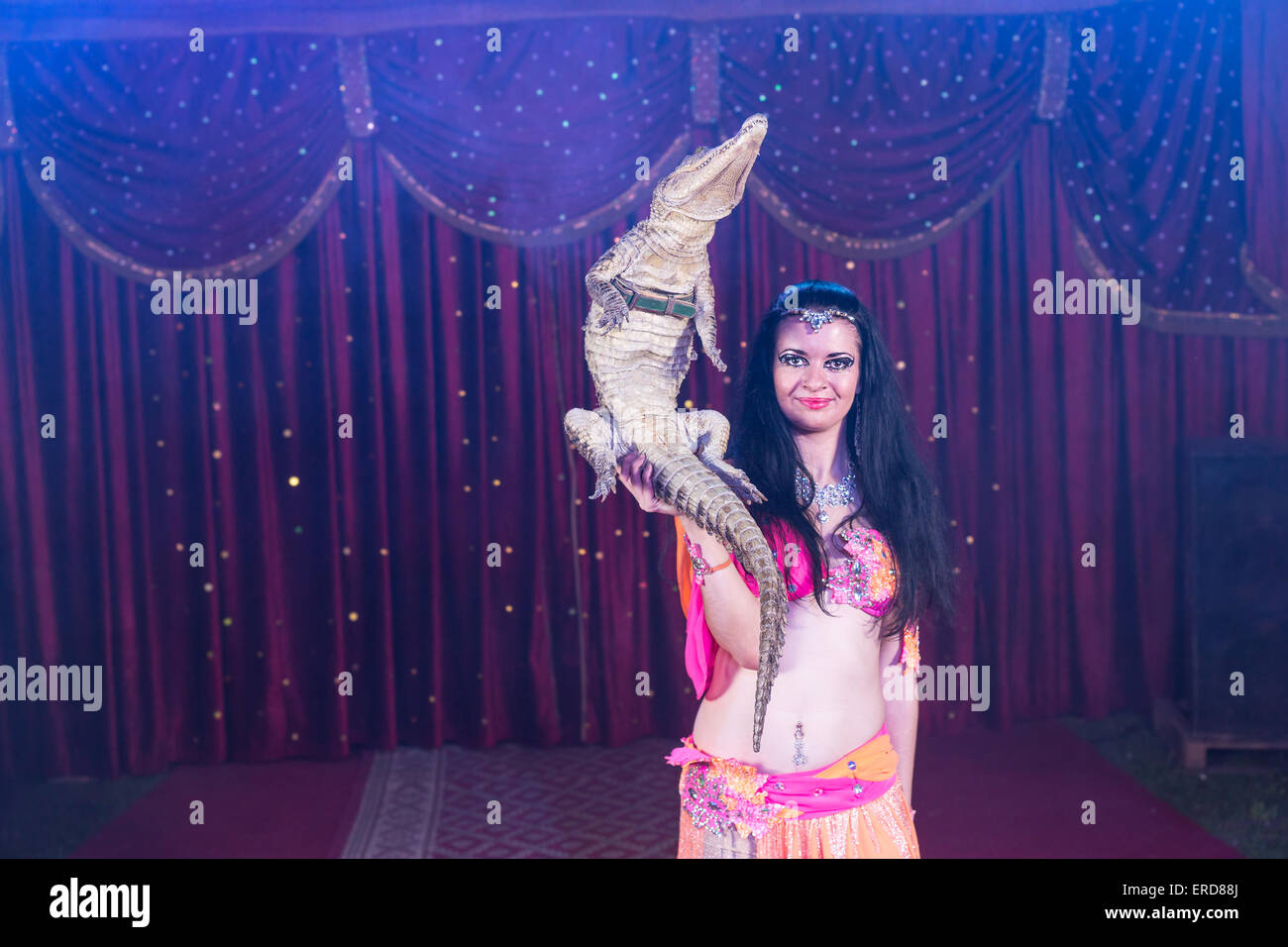 Portrait of Exotic Dark Haired Belly Dancer Wearing Bright Costume Balancing Small Crocodile on One Hand While Standing on Stage Stock Photo