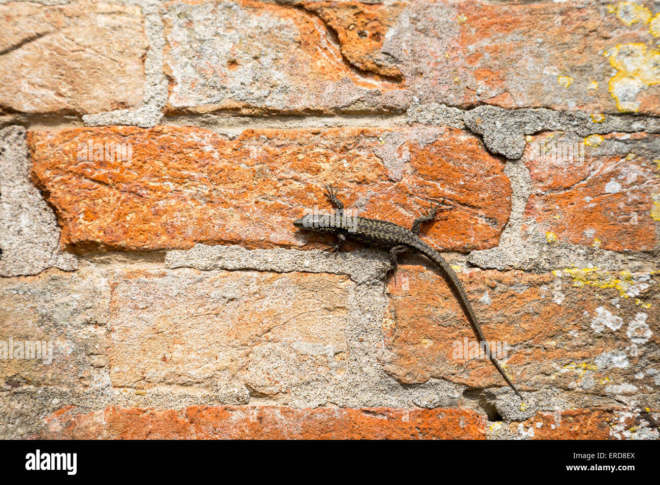 Lizard on a red brick wall. Lizards are a widespread group of squamate reptiles, with approximately over 6000 species Stock Photo