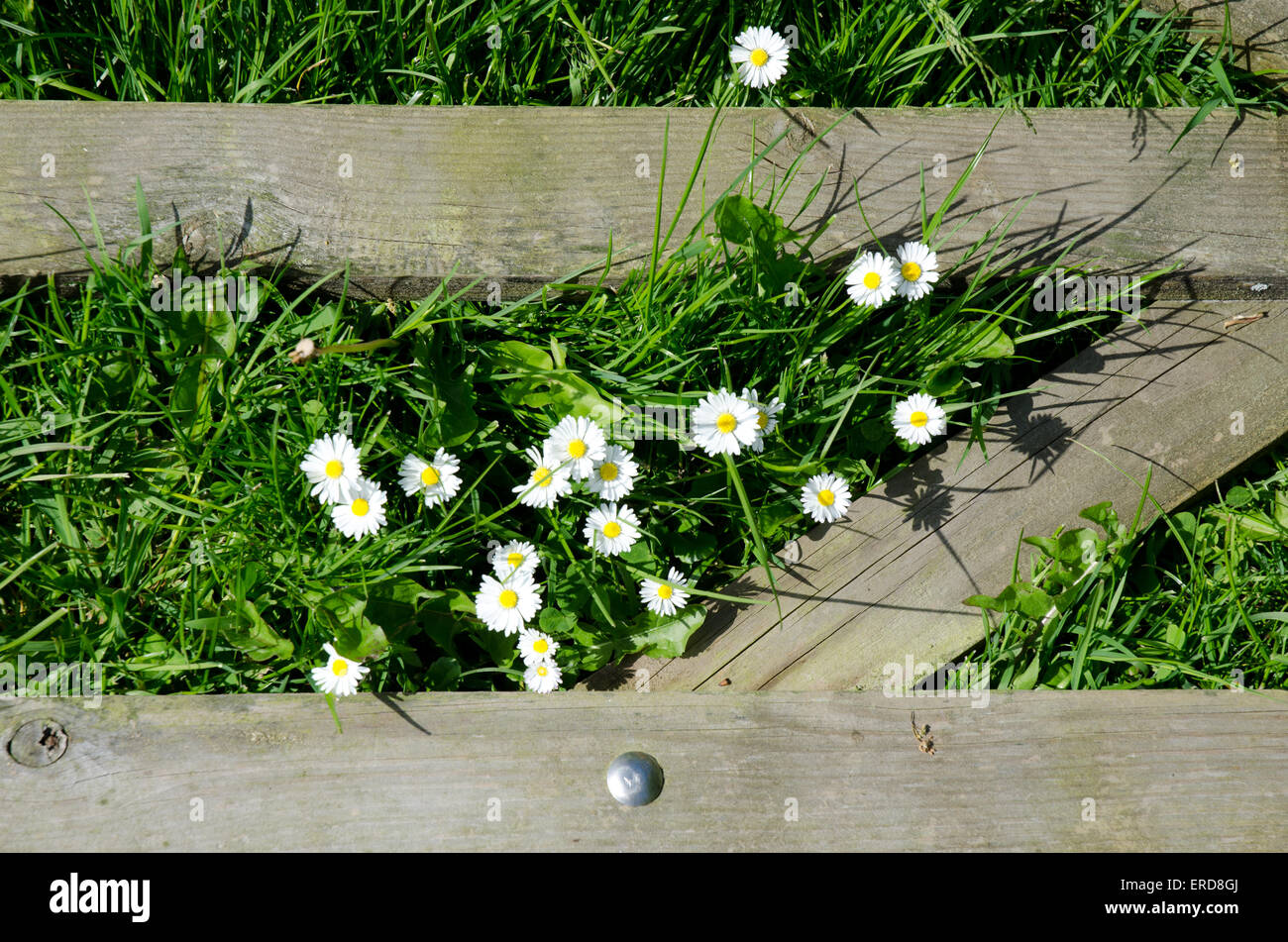 Group of daisies in grass Stock Photo Alamy