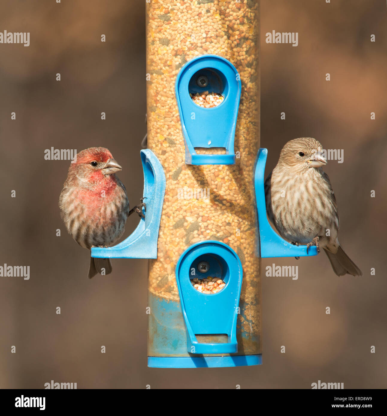 House Finch, Carpodacus mexicanus, couple at feeder in winter Stock Photo