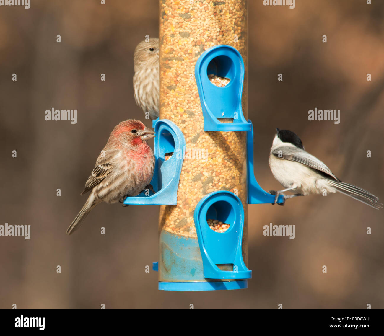 Male House Finch at feeder, eating seeds, with a female on the background and a Chickadee just taking flight Stock Photo