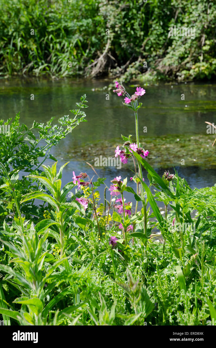 Plants that Thrive with Little Water | Arizona SummerWinds, image size:861x1390