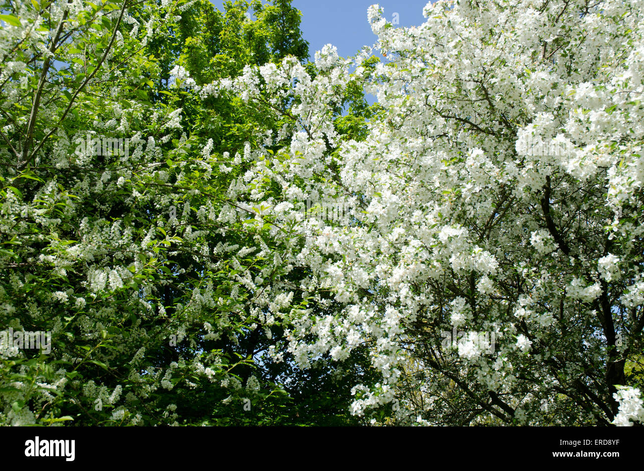 Summer white blossom on trees with a blue sky Stock Photo