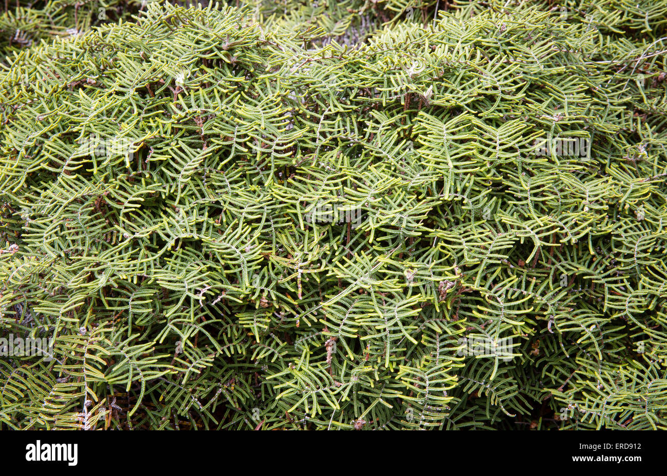 Tangle Fern Gleichenia dicarpa a dense mat forming fern of open subalpine scrub of New Zealand Stock Photo