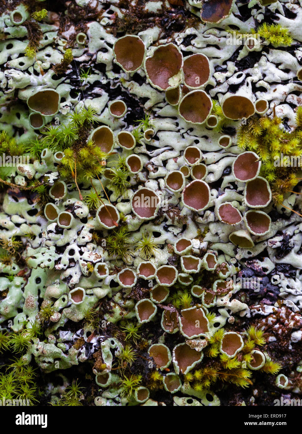 Crustose cup lichen with brown fruiting bodies growing on a tree trunk in central North Island New Zealand Stock Photo
