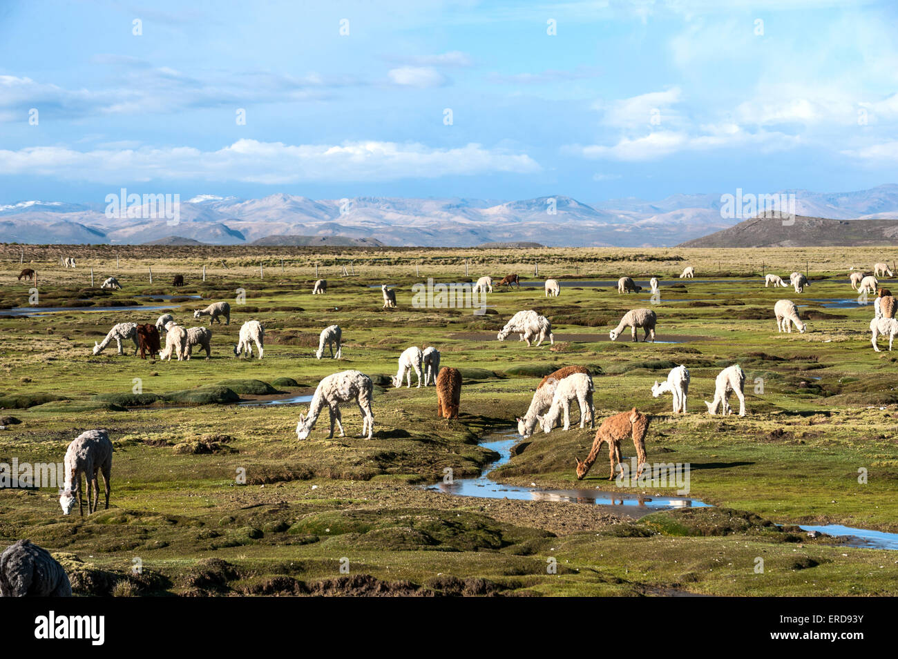 Llamas and alpacas graze in the mountains near Arequipa, Peru Stock Photo
