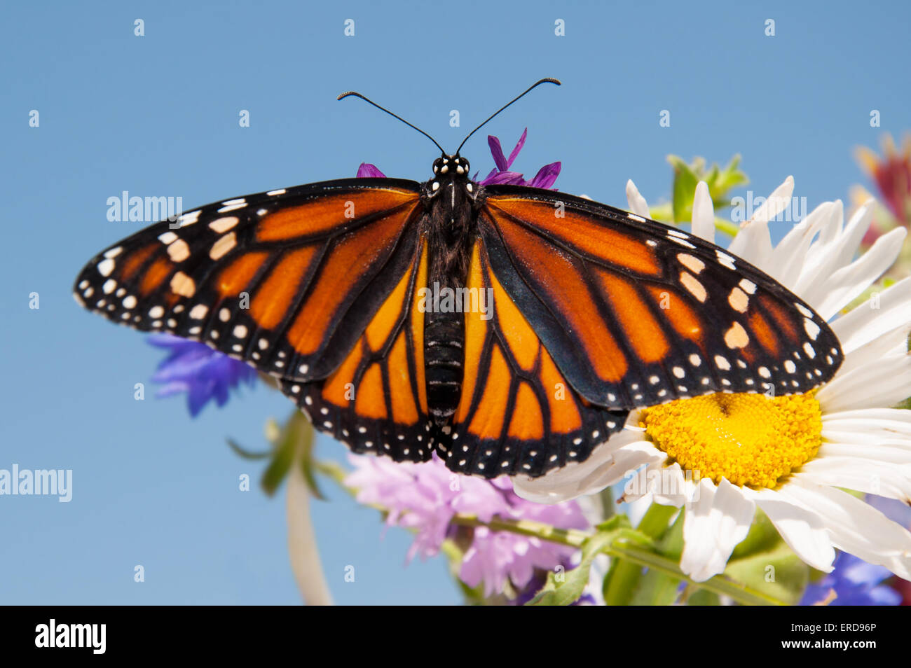 Colorful orange and black Monarch butterfly on summer flowers against clear blue sky Stock Photo