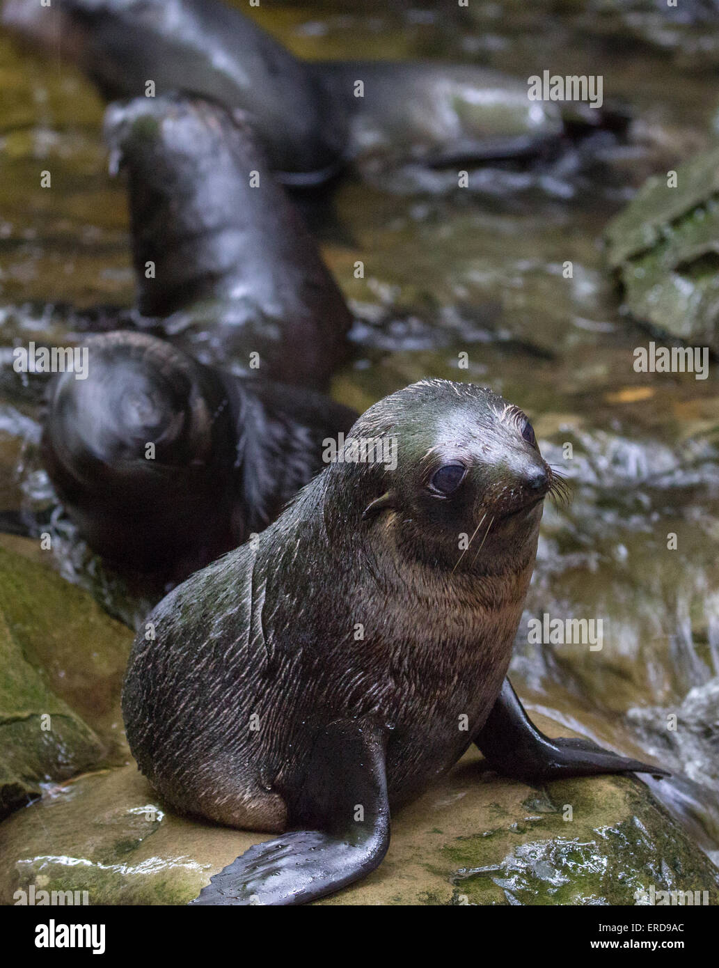 New Zealand Fur Seal pups congregate in a fresh water pool in the Ohau stream near Kaikoura peninsula South Island New Zealand Stock Photo