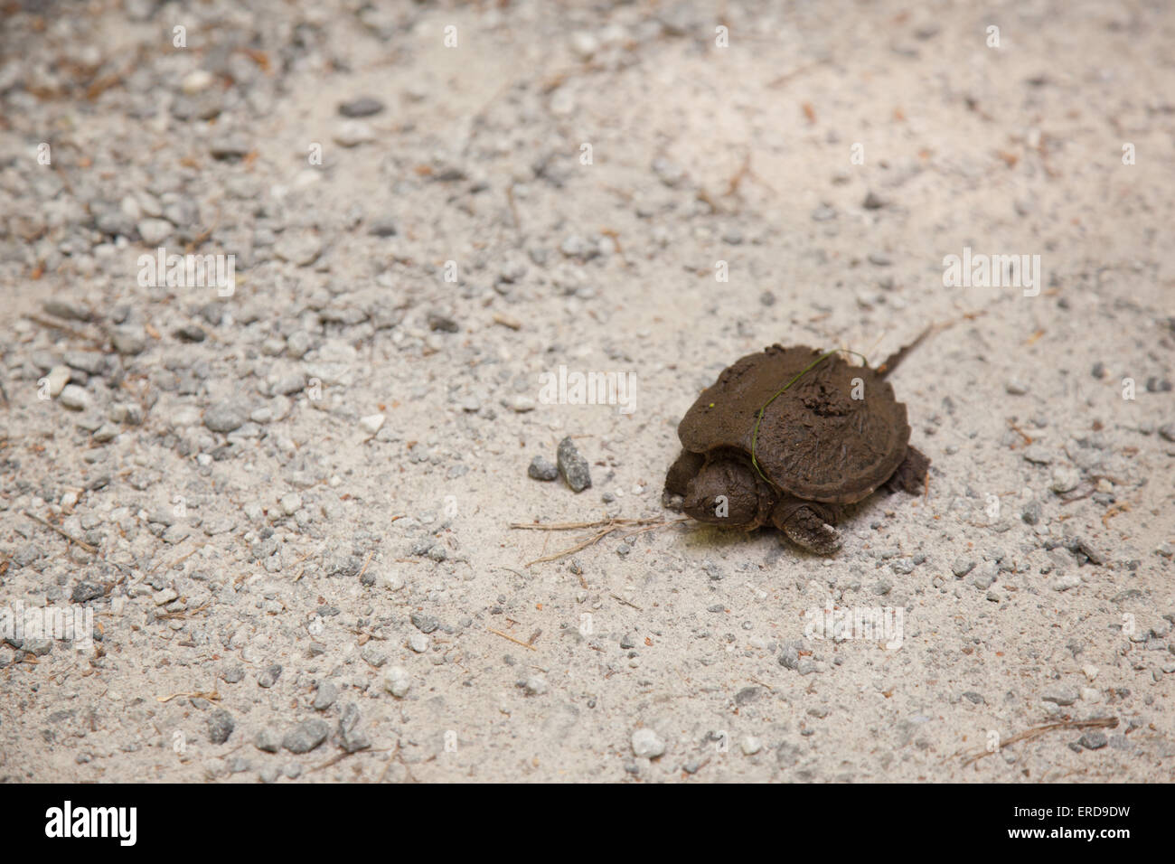 Muddy turtle on gravel road. Stock Photo