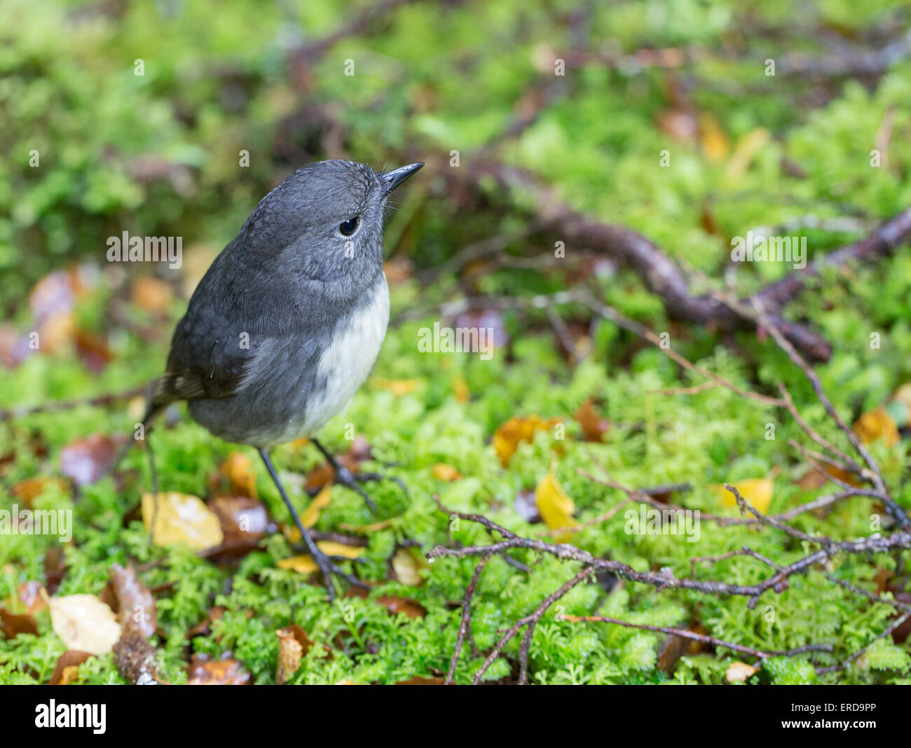 New Zealand Robin Petroica australis on mossy woodland floor in South Island New Zealand Stock Photo